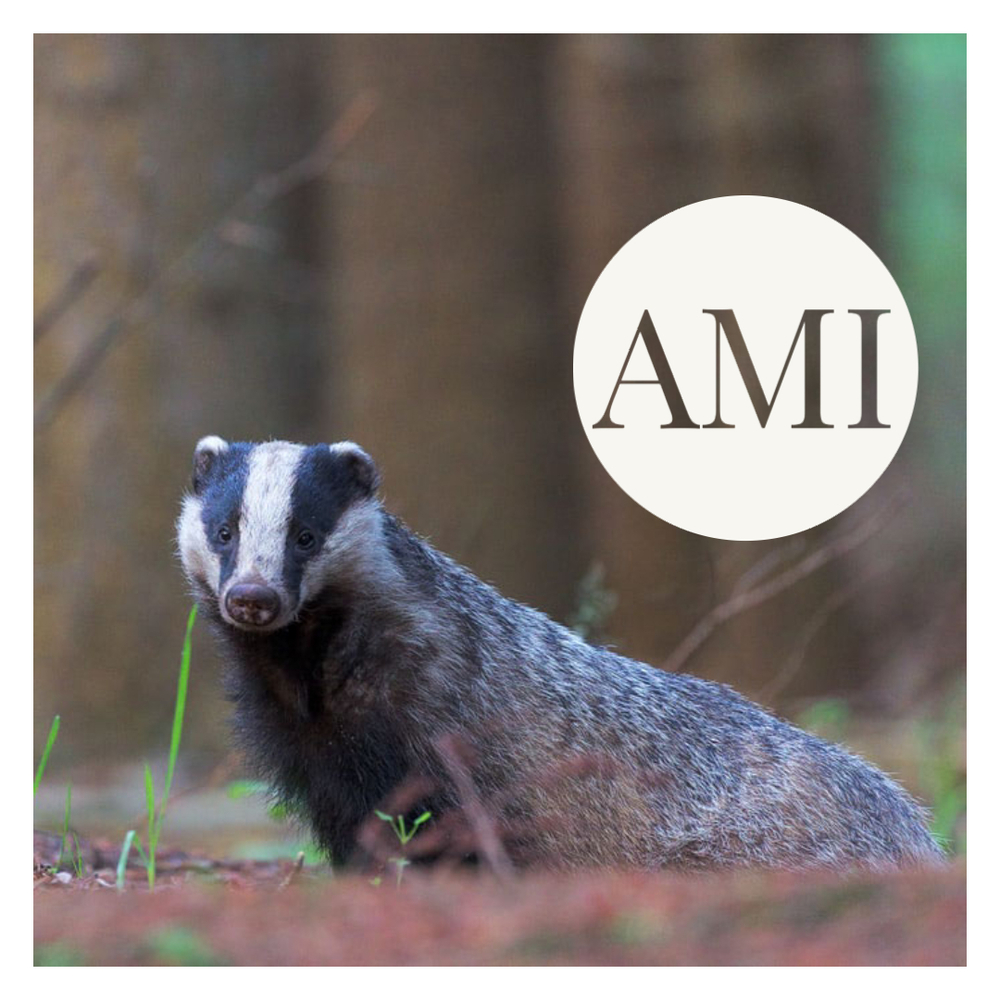 AMI Day Instruction Sheet